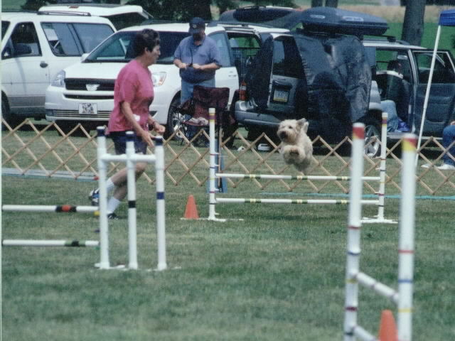 agility pic best 1