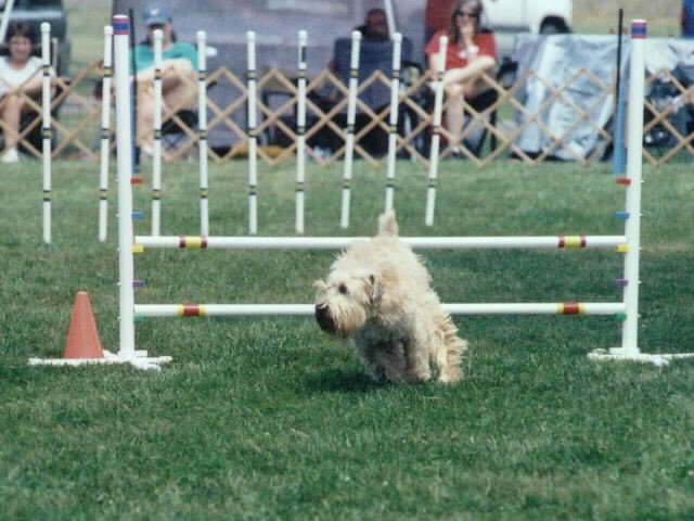 agility pic betsy 4