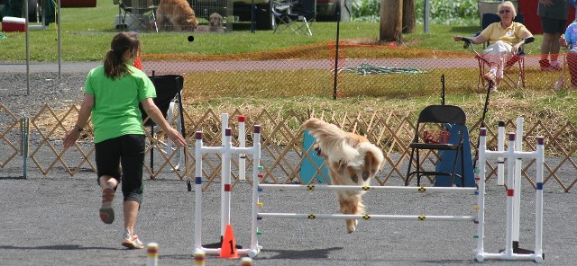 agility pic heather 1