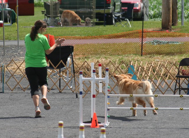 agility pic heather 2