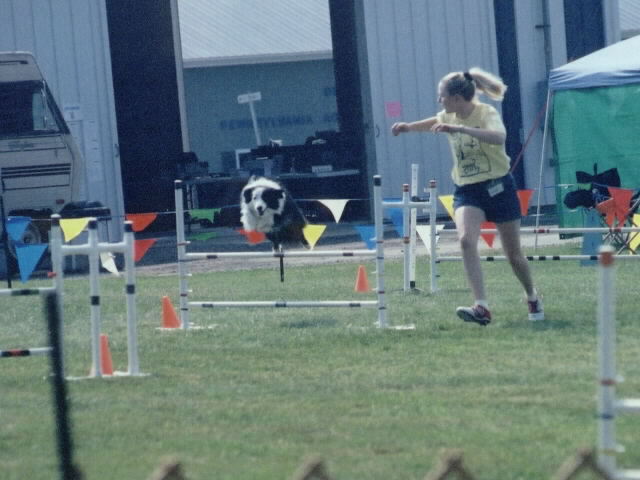 agility pic toby 3