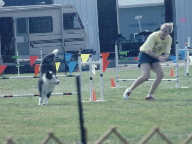 agility pic toby 4