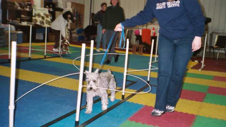 agility pic 6