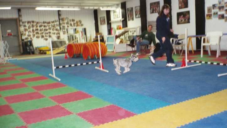 agility pic 7