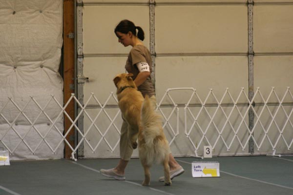 obedience pic 7
